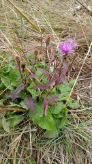 Centaurea phrygia pseudophrygia