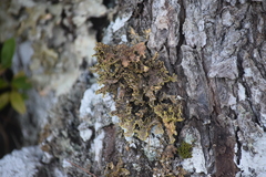Pseudocyphellaria