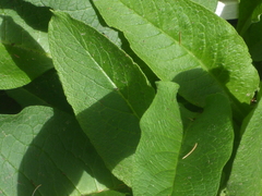 Symphytum officinale