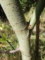 Salix caprea