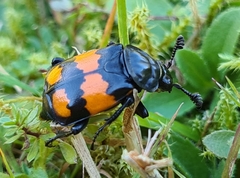 Nicrophorus vespilloides
