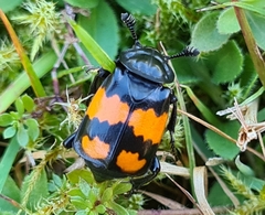 Nicrophorus vespilloides