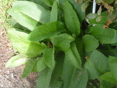 Symphytum officinale