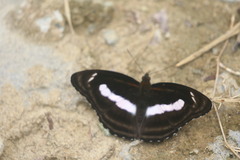 Athyma selenophora