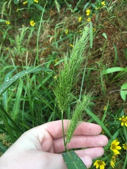 Echinochloa walteri