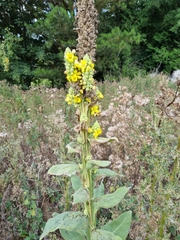 Verbascum thapsus