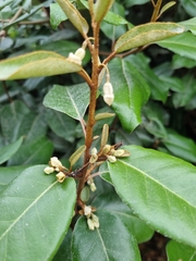 Elaeagnus pungens