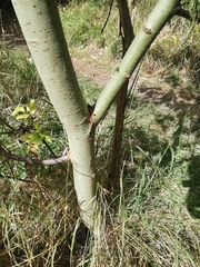 Salix caprea