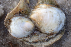 Crepidula plana