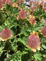 Geum reptans