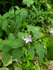 Campanula lactiflora