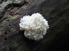 Hericium coralloides