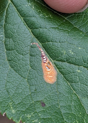 Appleleaf Trumpet Miner