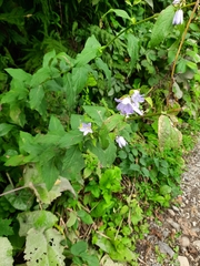 Campanula lactiflora