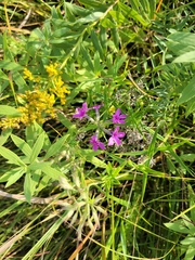 Phlox pilosa