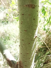 Salix caprea