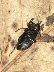Asiopus minimus