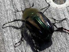 Stegopterus vittatus