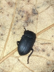 Asiopus minimus