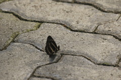 Neptis