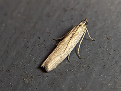Homoeosoma electella