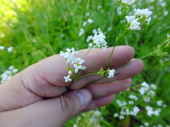Asperula tinctoria