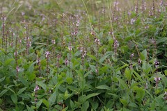 Stachys latidens