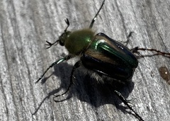 Stegopterus vittatus