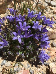 Campanula cenisia