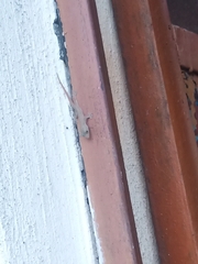 Hemidactylus frenatus