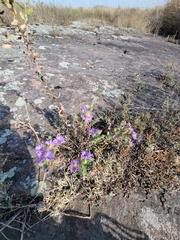 Symphyotrichum oblongifolium