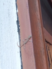 Hemidactylus frenatus