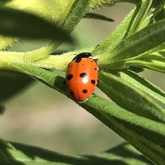 Hippodamia variegata