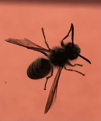 Vespula vulgaris