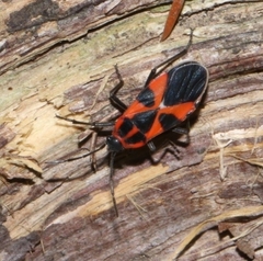 Tropidothorax leucopterus