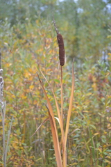 Typha latifolia