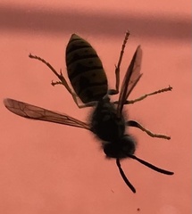 Vespula vulgaris