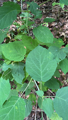 Hydrangea arborescens