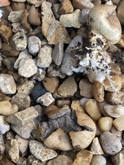 Scleroderma