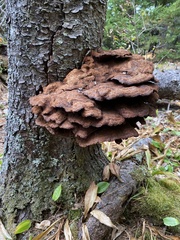 Phaeolus
