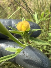 Stylosanthes biflora