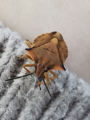 Carpocoris fuscispinus