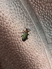 Prionocerus coeruleipennis