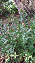 Amsonia tabernaemontana