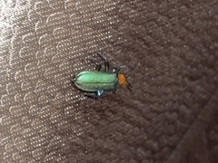 Prionocerus coeruleipennis