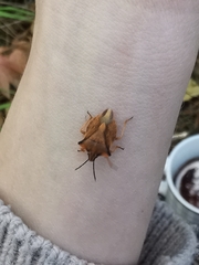 Carpocoris fuscispinus