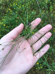 Eleocharis acicularis