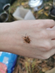 Carpocoris fuscispinus