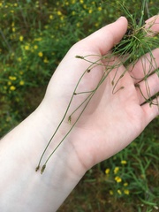 Eleocharis acicularis