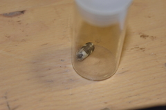 Acontia lucida